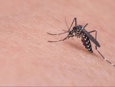 Ιός Δυτικού Νείλου: Συμπτώματα, μετάδοση και μέτρα προστασίας (βίντεο)